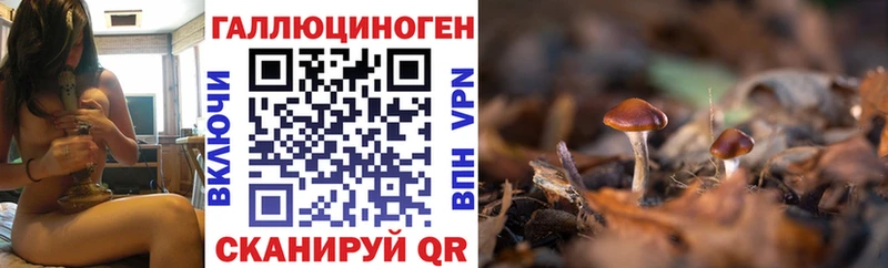 Псилоцибиновые грибы Cubensis  Олонец 