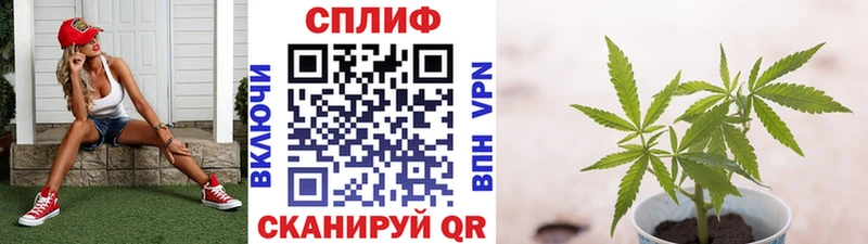 Конопля марихуана  Олонец 